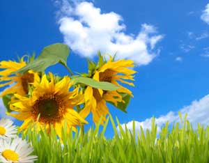 What’s That Smell in My House? Image